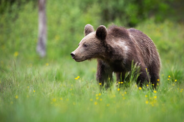 Young brown bear, ursus arctos, looking aside on a green glade with copy space. Mammal with long fur walking closer with blurred background. Animal wildlife in nature.