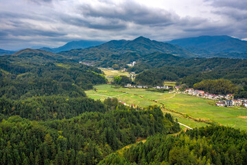 Naklejka premium green tea plantation