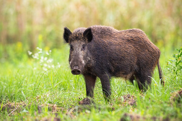 Shy wild boar, sus scrofa, looking to the camera on a green meadow in summer nature with wildflower in background. Animal wildlife on a glade with grass from side view.