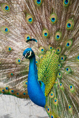 Obraz premium Pavo real macho.