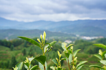 green tea plantation
