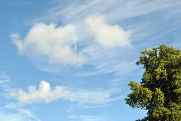 Textured Pattern of White Clouds in Blue Sky with foreground Tree