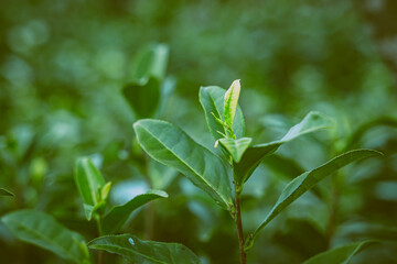close up of a plant