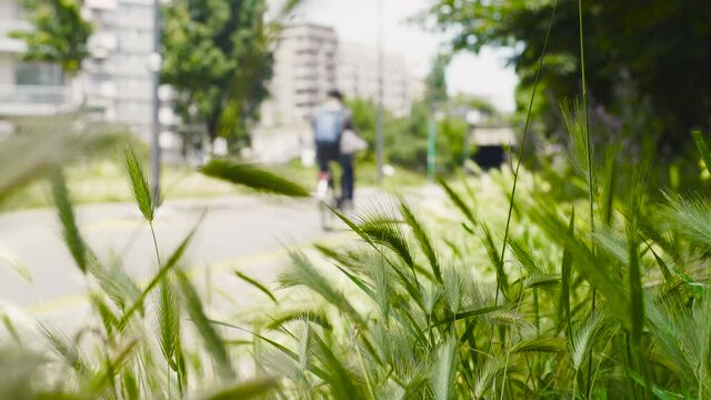 v&eacute;lo, piste cyclable, bicyclette, deux roue, skate, &eacute;t&eacute;, grenoble, nature, fleure, beau temps, ligne jaune, dessin v&eacute;lo, route, asphalte, autoroute, ligne, rue, voie, voyage, ciel, gazon, vert, paysag