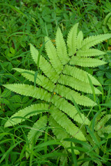 close up of leaf