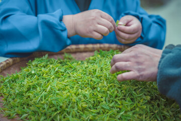 Tea making process