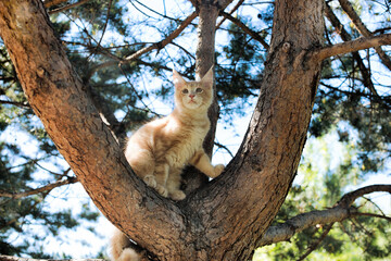 Fototapeta na wymiar A big white maine coon kitten sitting on a tree in a forest in summer.