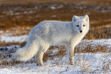 Arctic fox (Vulpes Lagopus) in winter time in Siberian tundra
