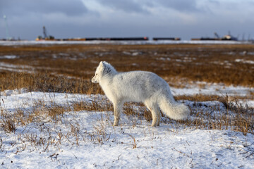 Arctic fox (Vulpes Lagopus) in winter time in Siberian tundra