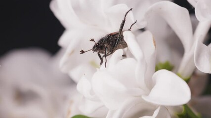 Anisoplia segetum melolontha or a May bug or Doodlebug sits on white flower in the evening and moves his whiskers. Macro video
