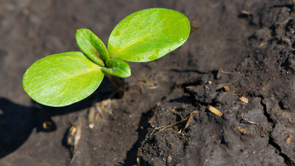 sunflower sprout, green leaves, closeup. giving life, a small green sprout in the ground. soil with the plant. Ecology, environmental protection. spring work, the crop emerges in a field or greenhouse