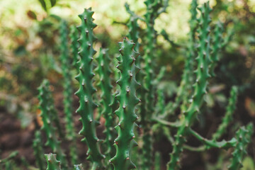 Cacti green with needles growing in a natural environment close-up.