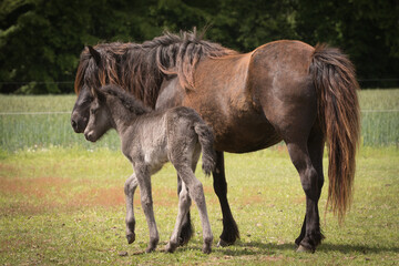 Obraz premium Islandpferd mit Fohlen