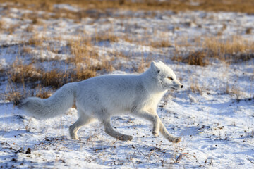 Arctic fox in winter time in Siberian tundra
