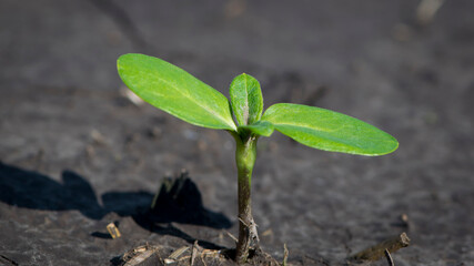 sunflower, a small green sprout in the ground, sunflower sprout. A small plant in the soil. Ecology, environmental protection. Greenhouse work. young green leaves, Close up. fieldwork, spring season