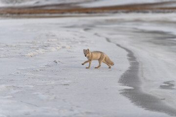 Fototapeta premium Arctic fox (Vulpes Lagopus) in winter time in Siberian tundra