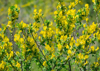 Fototapeta premium Chamaecytisus ratisbonensis. yellow flowers and green leaves on a plant branch. in the forest or in the field. floral natural background, close-up. nature in spring. Honey plants Ukraine.