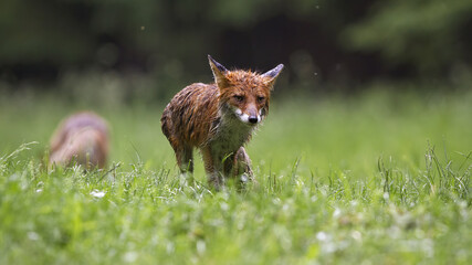 Wet red fox, vulpes vulpes, walking on grassland in rainy summer nature. Soaked orange mammal...