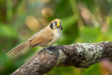 Spot-breasted Parrotbill perching on a perch looking into a distance