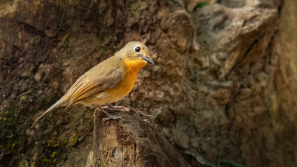 Female Hill Blue Flycatcher perching on tree stump