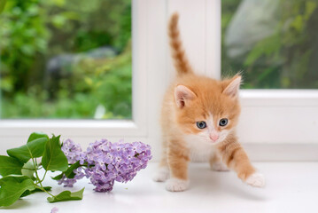 Cute red kitten on the window