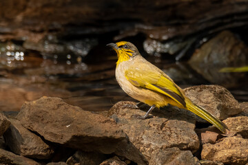 Stripe-throated Bulbul at a small pond