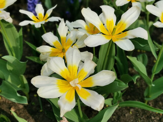 A white tulip, like a daisy, with a yellow center. Top view. The festival of tulips on Elagin Island in St. Petersburg.