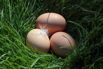 Free range hen eggs. Organic eggs laid in the green grass.