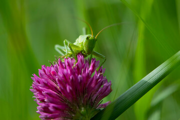 green grasshopper. Green locust sits on a clover flower. big cricket on a red flower, on a green blurred background. macro photo of nature. close-up portrait of an insect. field pest