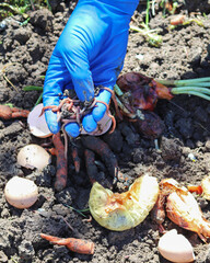 Vermicomposting. Using worms to decompose organic waste.