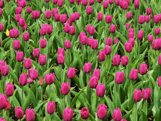 Flowerbeds with lilac tulips in the park. The festival of tulips on Elagin Island in St. Petersburg