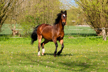 beautiful brown quarter horse is running on the paddock