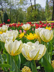 A large flowerbed with colorful tulips (Foster's Tulip Exotic emperor) in raindrops against the background of trees and blue sky. The festival of tulips on Elagin Island in St. Petersburg.