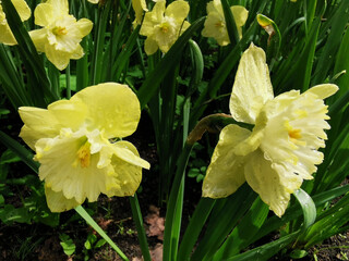 Yellow terry daffodil in raindrops on a flower bed in the park on Elagin Island in St. Petersburg