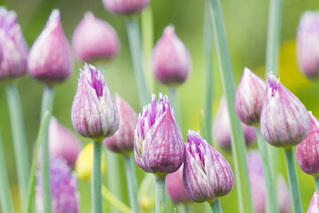 Allium hollandicum persian onion dutch garlic purple flowering plant, ornamental flowers in bloom, tall stem, bacrground