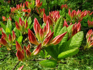 A bud of rhododendron is beginning to bloom in the botanical garden of St. Petersburg..