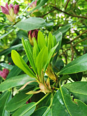 Young green new leaves of rhododendron in the botanical garden of St. Petersburg..