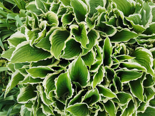 Large green hosta leaves with a white border, top view, in the Botanical garden of St. Petersburg.