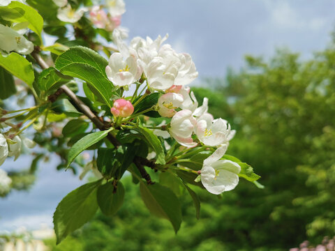 A branch of an apple tree with white and pink flowers on a background of green and blue sky with clouds..