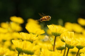 bee on yellow flower