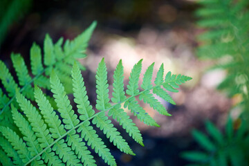 bright green carved leaf grows in nature