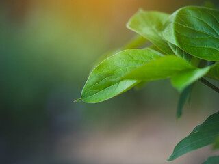 green leaf with drops