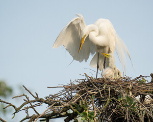 A Great Egret and her Chicks