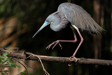 Tri-colored Heron