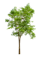 Fototapeta premium Trees isolated on white background, tropical trees isolated used for design, advertising and architecture.