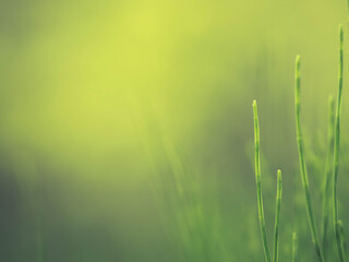 green grass in the morning