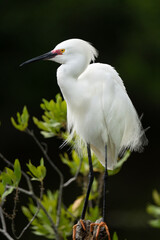 Snowy Egret