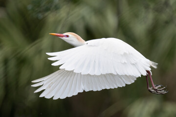 Cattle Egret