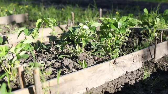 A garden bed. Dug up land for planting. Vegetable garden in Russia. Gunt for planting seedlings.