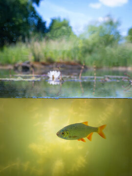 Fish in a pond under water with wter surface und environment